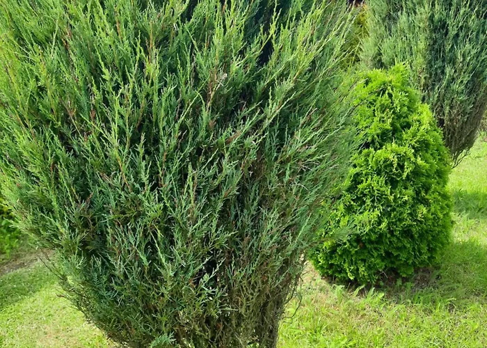 بيت خشبي Lazur Jastrzębia Góra